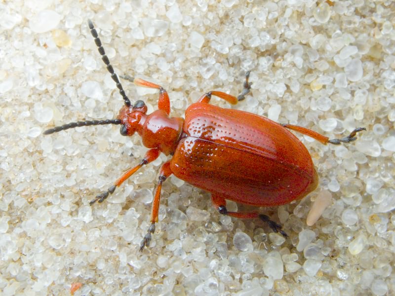 Lilioceris merdigera (Linnaeus, 1758)